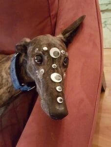 Greyhound Googly Eyes