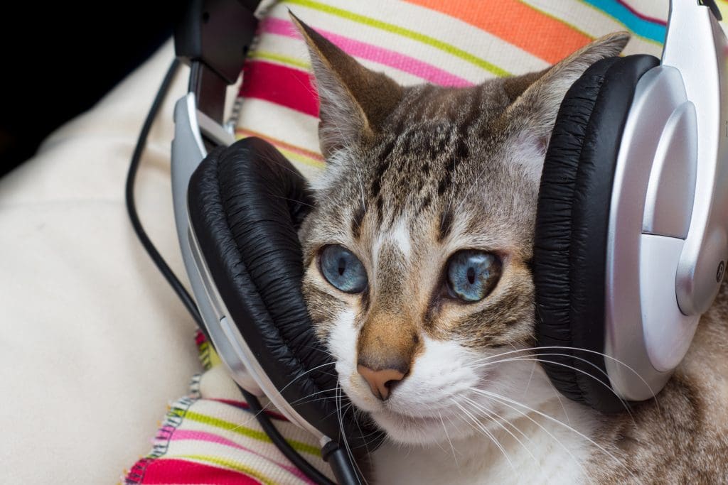 cat listening to music in headphones