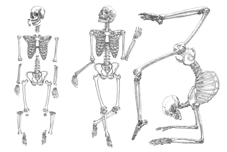 posing skeleton